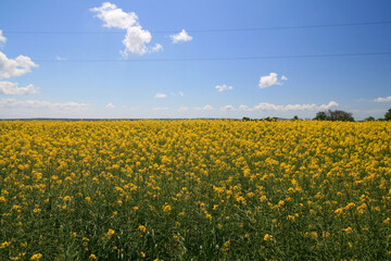 Blooming rapeseed field on the Taman Peninsula, Russia.