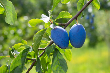 Pair of blue plums on branch against greeen leaves
