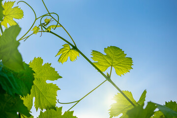 Green growing vine leaves backlit against blue sky in summer