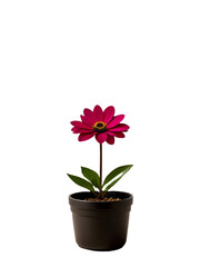 Naklejka na ściany i meble Beautiful flower in a small pot, isolated, transparent background, no background. PNG. 