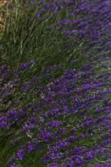 Fototapeta premium field of lavender flowers