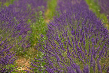 lavender field in region