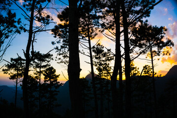 Fototapeta na wymiar Silhouette sunset pine tree on mountain forest sky with cloud