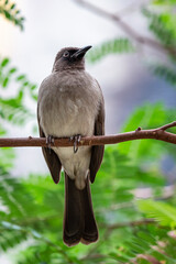 Bird on a branch in the jungle