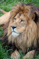 African lion on green grass