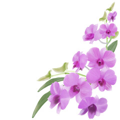 Naklejka premium orchid isolated on white background