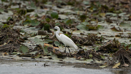 Tiruchirapalli,Tamilnadu, india-july 4 2023  White Crane Bird on the lake waiting for fish 