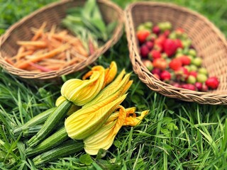 baskets with harvest from the garden, summer fruit and vegetable harvest, zucchini flowers, fruit basket, strawberries and gooseberries, young carrots, small courgettes