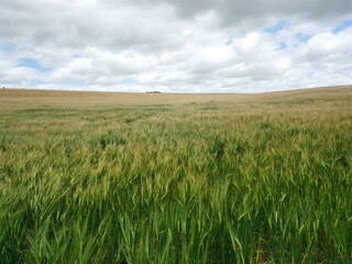 Field of grain in the summer