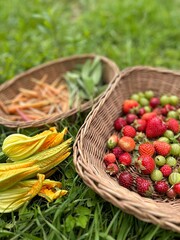 Fototapeta na wymiar baskets with harvest from the garden, summer fruit and vegetable harvest, zucchini flowers, fruit basket, strawberries and gooseberries, young carrots, small courgettes