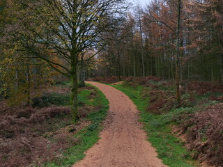 Woodland photo from country walk in Cannock Chase UK
