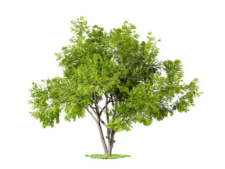 Fototapeta na wymiar Green tree isolated on white