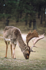 Clean photo of a dear in front of horizon in the nature of the netherlands