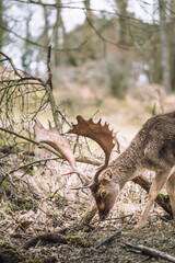 Clean photo of a dear in front of horizon in the nature of the netherlands