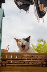 Lazy alley cat sits under the washing line, its mouth wide open as he yawns.