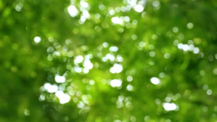 empty abstract fresh green bokeh light background, bright sunny springtime or summer nature idyll with slowly glittering blurred lights from tree leaves motion - Powered by Adobe