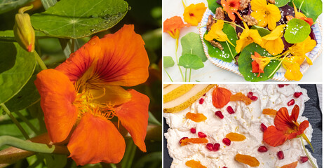 concept of edible flowers. Various dishes using nasturtium flowers and leaves. Collage