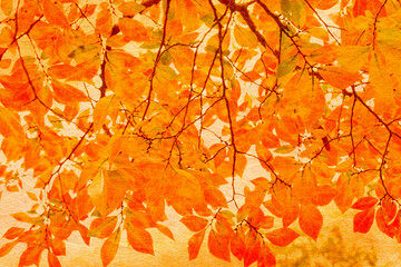 和紙と紅葉した木の合成　秋のイメージ