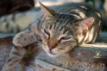 Feral tabby cat, laying on the wall. Wild cat looking sleepy and lazy in the afternoon sun.