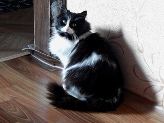 Domestic black and white cat.  - 628523485