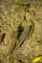 Some spieces of Barbus fishes. Fishes in river waters in Greece. barbel is  freshwater fish.