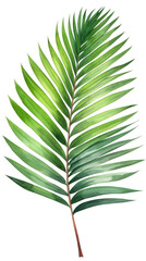 Obraz premium Green palm leaf. Tropical plants. Watercolor botany.