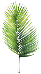 Green palm leaf. Tropical plants. Watercolor botany.