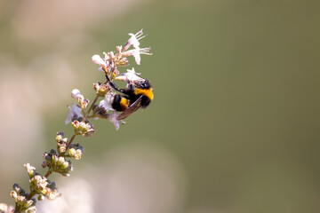 Buff-tailed bumblebee or large earth bumblebee isolated on chaste tree flower. Bombus terrestris.