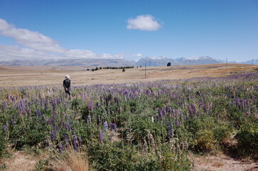 field of lupin in the countryside