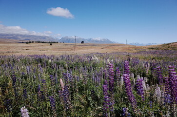 field of lupin in the countryside
