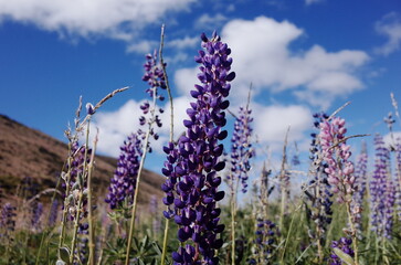 field of lupin in the countryside