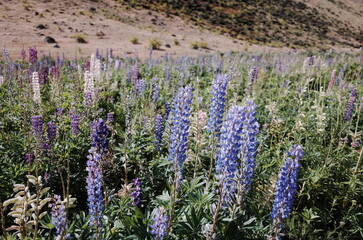 Fototapeta premium field of lupin in the countryside
