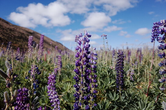 field of lupin in the countryside