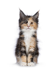 Alert tortie cat kitten, sitting up facing front. Looking straight to camera. Isolated on a white...