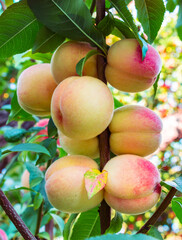 Ripe sweet peaches on the tree in the orchard Close up