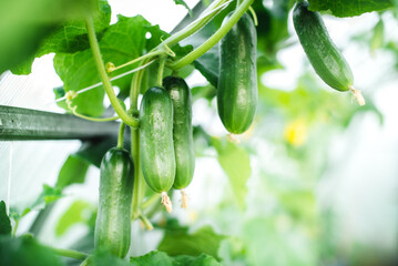 Green fresh cucumbers hang on the plant in the greenhouse. Growing organic vegetables in the garden. Place for text.