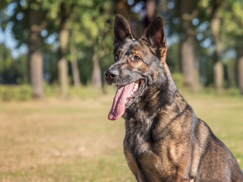 German Shepherd dog