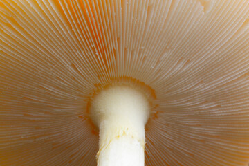 Close hidden beauty under mushrooms head