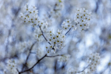 Obraz premium blossoming tree