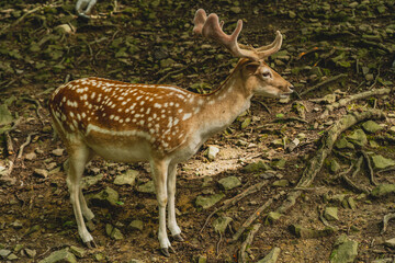 Naklejka na ściany i meble Fallow-deer in the forest, calmly watching the world and looking for something to eat.