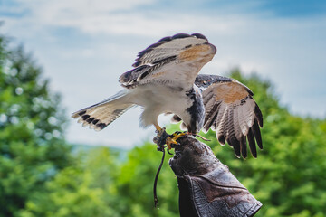 A peregrine falcon landing on a handler's glove.