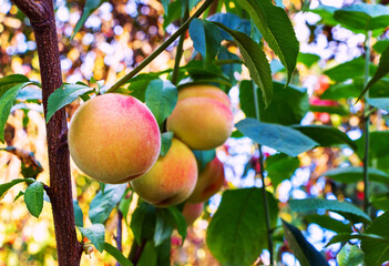 Ripe sweet peaches on the tree in the orchard Close up