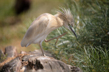AIgrette