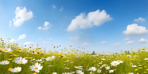 Fototapeten Beautiful, sun-drenched spring summer meadow. Natural colorful panoramic landscape with many wild flowers of daisies against blue sky with clouds, Generative AI © Focal Imaging