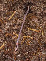 on a rainy day earthwurm slowly crawls along the floor