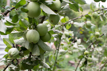 Green apples on a tree branch