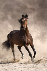 Fototapeta na wymiar Bay horse free run in desert