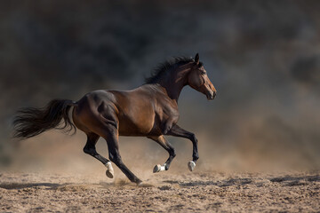 Horse run fast gallop