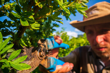 The farmer makes pruning of bushes with secateurs. Gardening Tools. Agricultural concept. Farming...