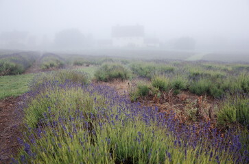 mist in the lavender field